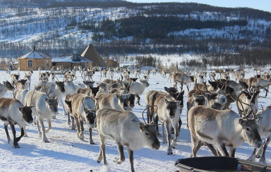 Tromsø: Reindeer Camp and Sami Cultural Tour with Lunch - Key Highlights You Will Actually Care About