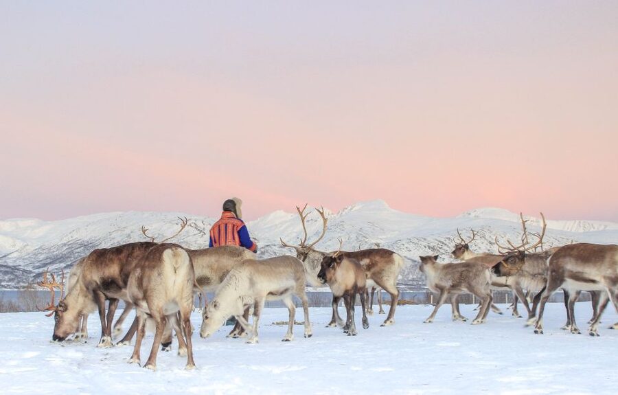 Tromsø: Reindeer Camp and Sami Cultural Tour with Lunch - From Reindeer Feeding to Lunch: Warm Food That Actually Hits