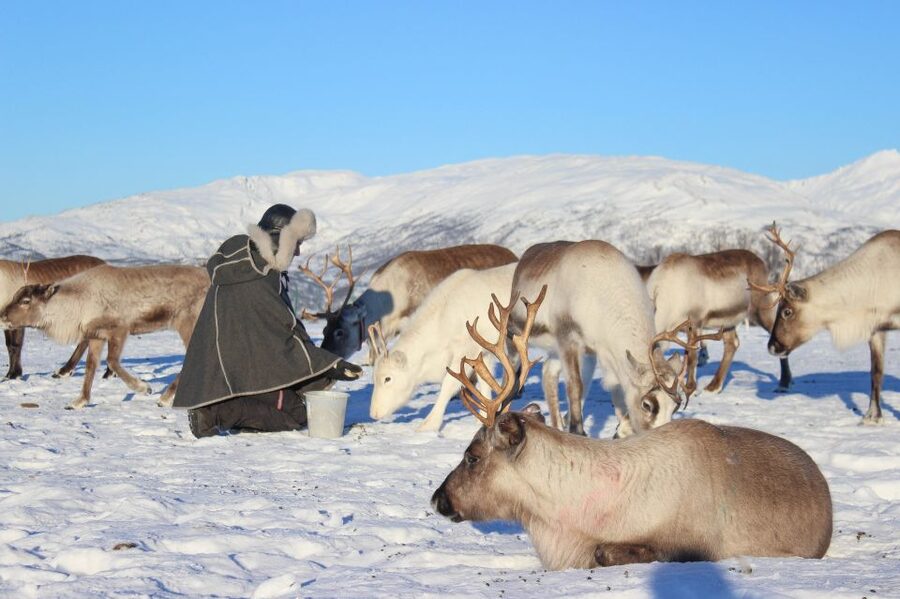 Tromsø: Reindeer Camp and Sami Cultural Tour with Lunch - The Steep Walk to the Huts and How to Stay Comfortable