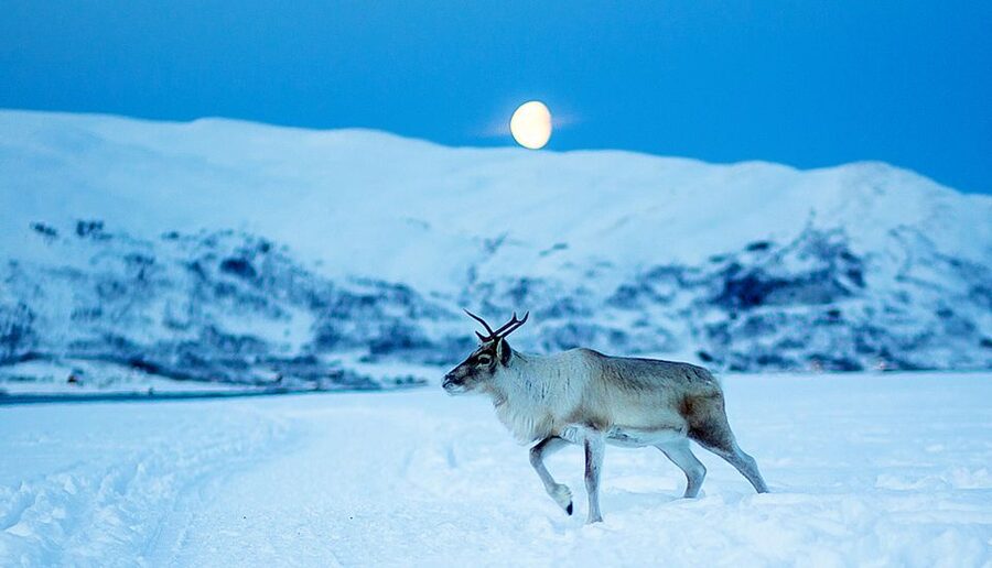 Tromsø: Reindeer Camp Dinner with Chance of Northern Lights - Your 3-course Sámi dinner: smoked salmon, bidos, and dessert