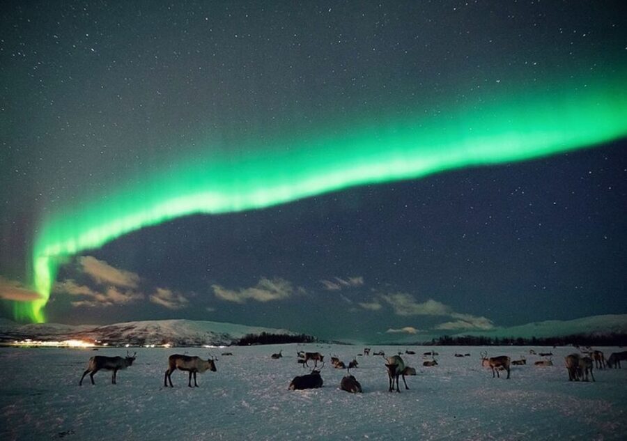 Tromsø: Reindeer Camp Dinner with Chance of Northern Lights - The candle-lit lavvu experience: hot drinks, firelight, and Sami joik