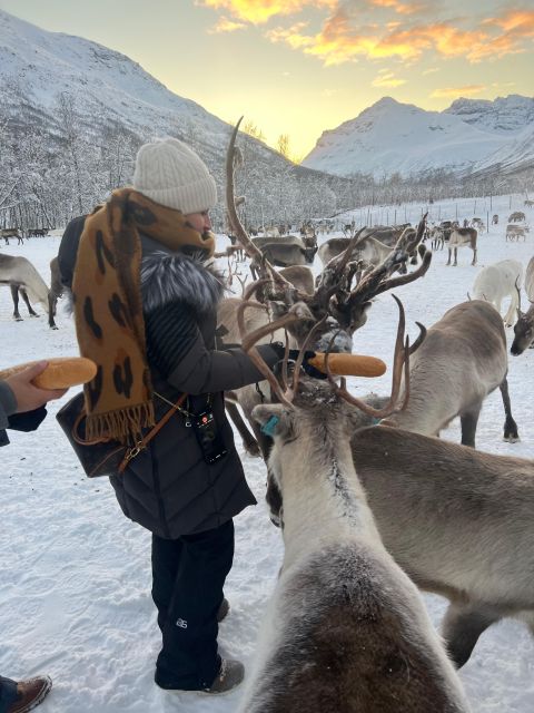 Tromsø: Reindeer Experience at a Sami Camp - Getting from Tromsø to Lavangsdalen: the 30-minute bus ride that sets the mood