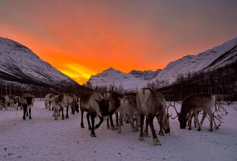Tromsø: Reindeer Experience at a Sami Camp - Lasso throwing on reindeer antlers: fun, but only if timing works