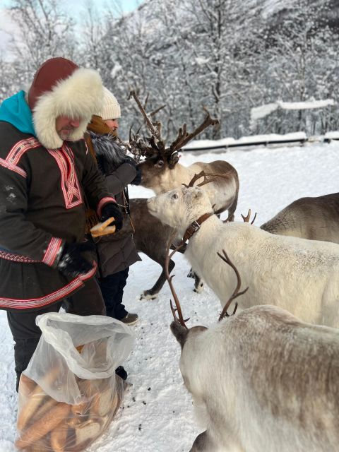 Tromsø: Reindeer Experience at a Sami Camp - Price and value: is $167 fair for a small-group Sami camp experience?
