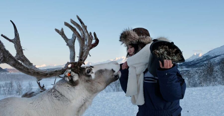 Tromsø: Reindeer Feeding and Sami Cultural Experience - Feeding time: hand-feeding reindeer, taking photos, and staying safe
