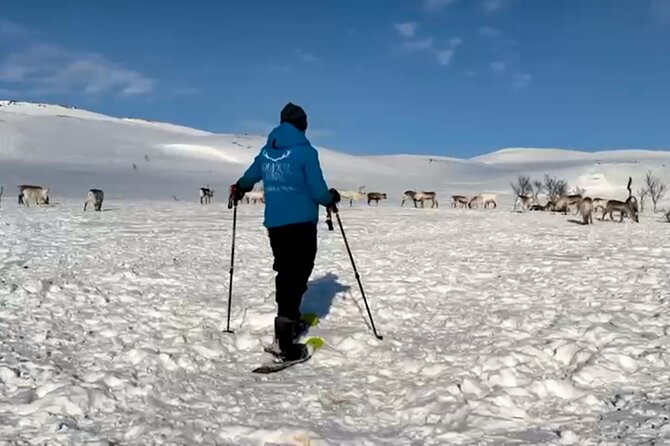 Tromso: Reindeer Feeding and Snowshoeing Tour with Lunch - What to bring so you stay warm and comfortable