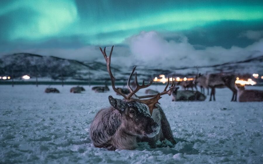 Tromsø: Reindeer Sled, Dinner, and Chance of Northern Lights - Key highlights at a glance