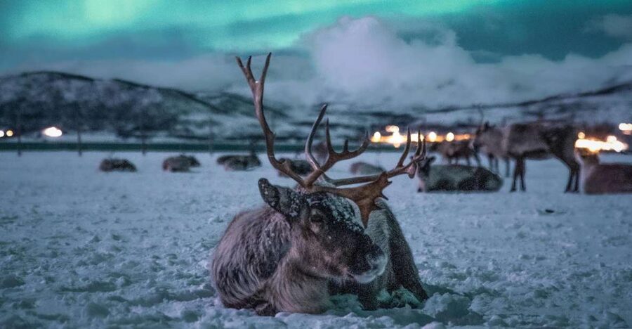 Tromsø: Reindeer Sled, Dinner, and Chance of Northern Lights - Feeding Reindeer by Hand: Up Close Without the Rush
