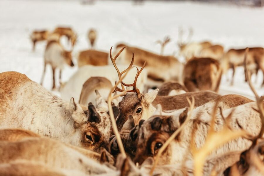 Tromsø: Reindeer Sledding & Feeding with a Sami Guide - Quick take: Tromsø reindeer sledding with a Sami guide