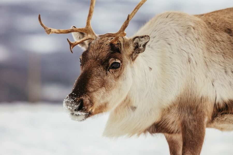 Tromsø: Reindeer Sledding & Feeding with a Sami Guide - Should you book this Sami reindeer sledding day trip?