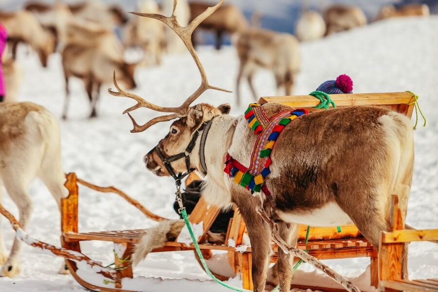 Tromsø: Reindeer Sledding & Feeding with a Sami Guide - Tromsø pickup at Prostneset, then straight to the camp