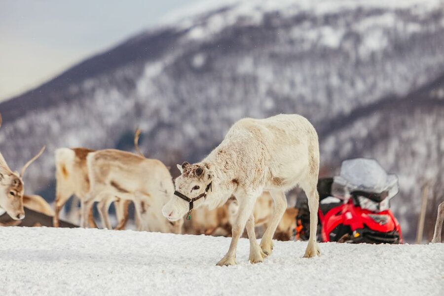 Tromsø: Reindeer Sledding & Feeding with a Sami Guide - Reindeer sledding: the calm ride you actually remember