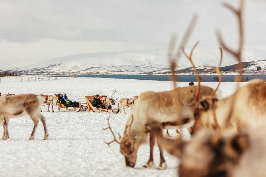 Tromsø: Reindeer Sledding & Feeding with a Sami Guide - Inside the lavuu: hot meal, warm drinks, and joik by the fire