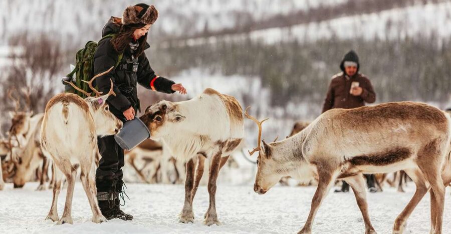 Tromsø: Reindeer Sledding & Feeding with a Sami Guide - Time, group size, and what the schedule really feels like