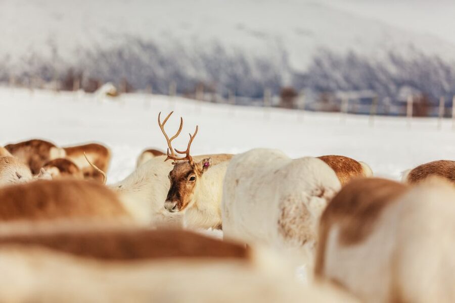 Tromsø: Reindeer Sledding & Feeding with a Sami Guide - Shop time, souvenir caution, and how to make it easy