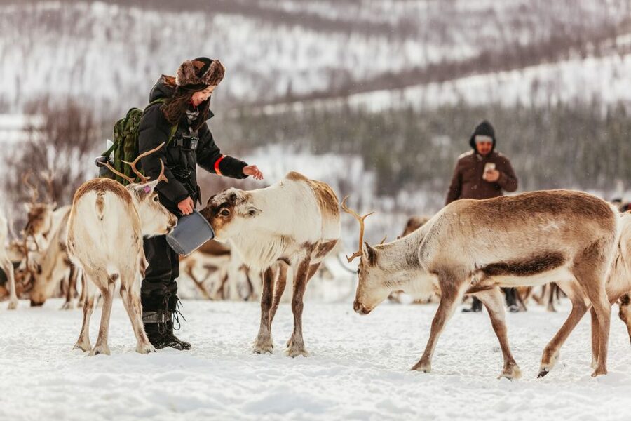 Tromsø: Reindeer Sledding & Feeding with a Sami Guide - Feeding hundreds of reindeer at the Sami camp