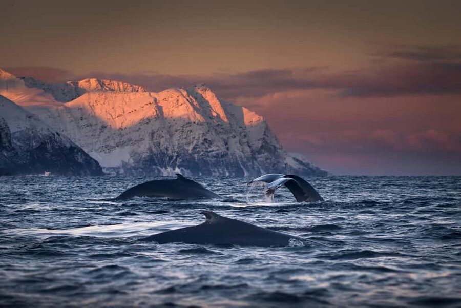 Tromsø: Responsible Whale Watching Cruise Aboard MS Alba - Key things to know before you go