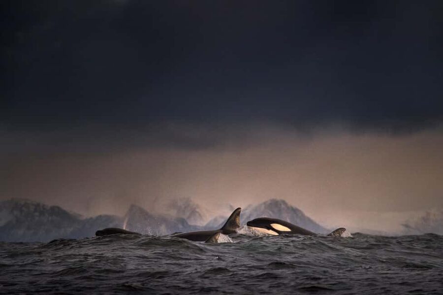 Tromsø: Responsible Whale Watching Cruise Aboard MS Alba - Price and value: is $215 per person fair for Tromsø?