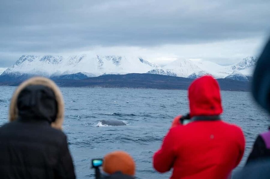 Tromsø: Responsible Whale Watching Cruise Aboard MS Alba - Should you book this Tromsø responsible whale watching cruise?