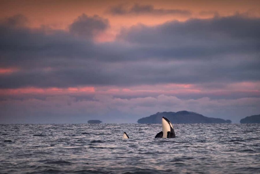 Tromsø: Responsible Whale Watching Cruise Aboard MS Alba - MS Alba in winter: comfort you feel within minutes