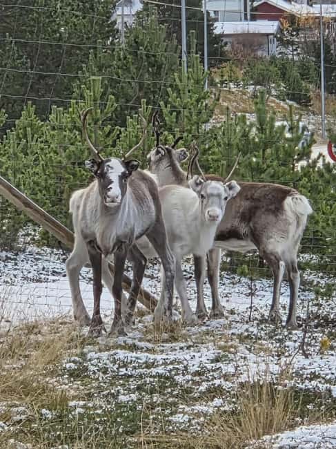 Tromsø: Sami Culture & Reindeer with Transport - The Real Timing Picture: 1.5 Hours of Skibotn Free Time