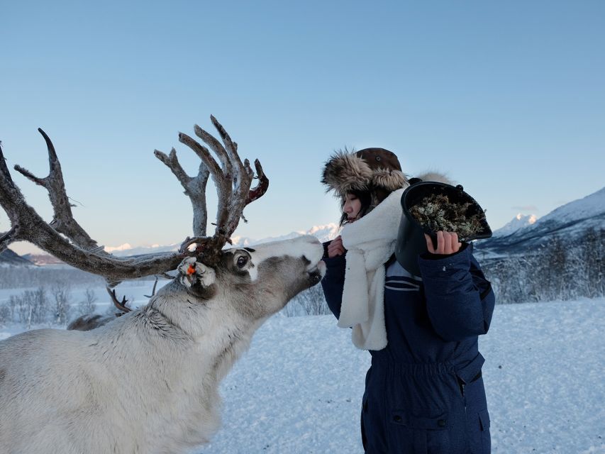 Tromsø: Sámi Reindeer Sledding and Sami Cultural Tour - Lunch at the Warm Lodge: Bidos, Vegan Option, and Hot Drinks
