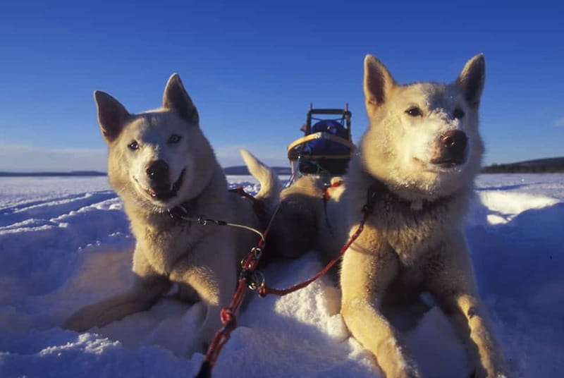 Tromsø: Self-Drive Husky Dog Sledding Adventure - Should You Book This Tromsø Husky Sledding Adventure?