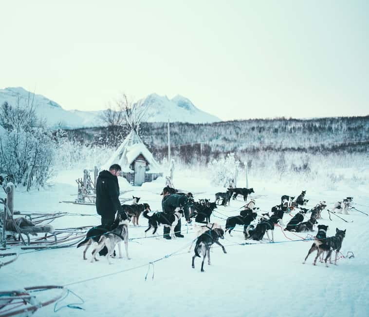 Tromsø: Self-Drive Husky Dog Sledding Adventure - The Briefing, Suit-Up, and Sled-Driving Demo
