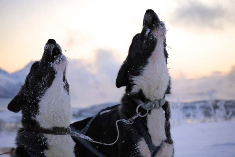Tromsø: Self-Drive Husky Dog Sledding Adventure - On the Trail: Self-Drive Mushing, Swaps, and Real Arctic Views