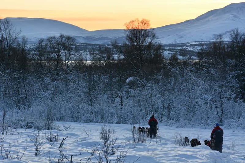 Tromsø: Self-Drive Husky Dog Sledding Adventure - The Sami Lavvo Warm-Up: Cake, Hot Drinks, and Dog Care Stories