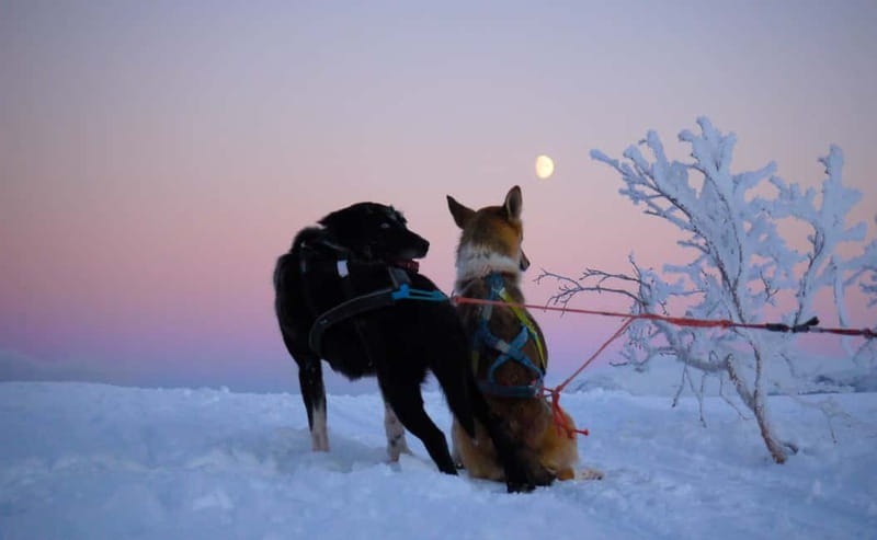 Tromsø: Self-Drive Husky Dog Sledding Adventure - Who This Is Best For, and Who Should Think Twice