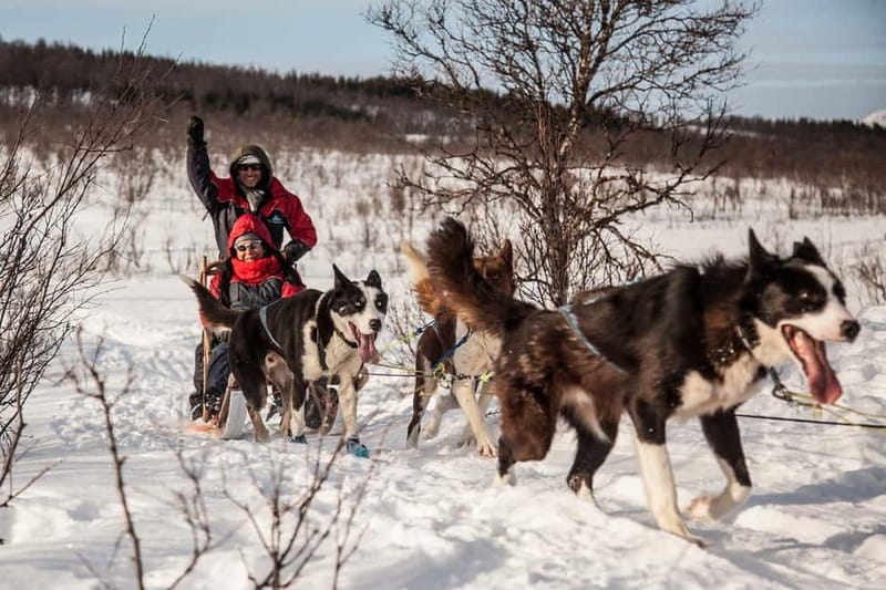 Tromsø: Self-Drive Husky Dog Sledding Adventure - Meeting 130 Alaskan Huskies Before You Ever Sit on a Sled
