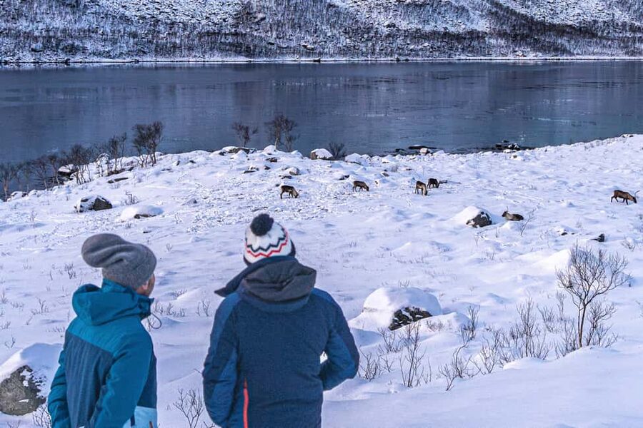 Tromsø: Senja Fjord Tour in Chinese/English Small-Group - Wildlife spotting: eagles, reindeer, moose, and the art of looking