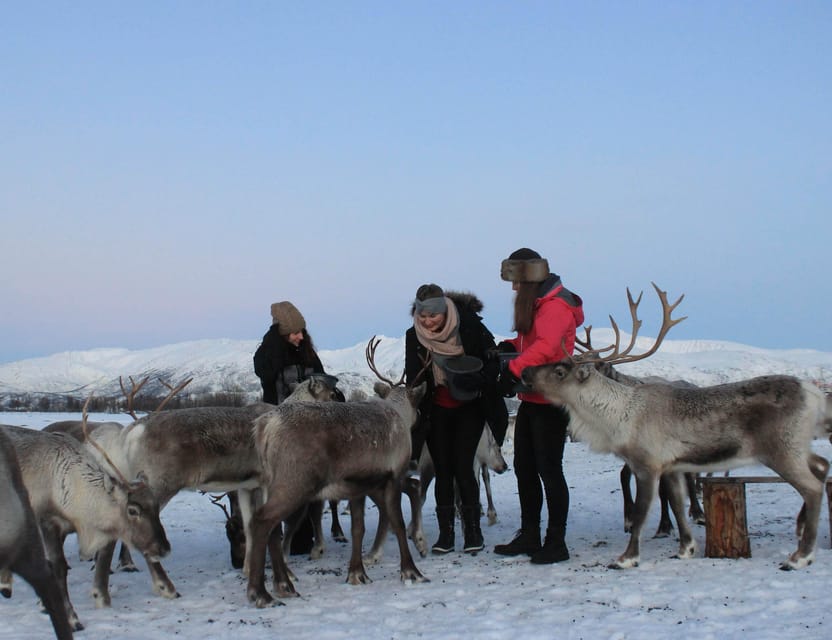 Tromsø: Snowshoeing Tour & Reindeer Encounter with Lunch - Reindeer Camp and Sami Hut: Feeding, Stories, and Warm Bidos