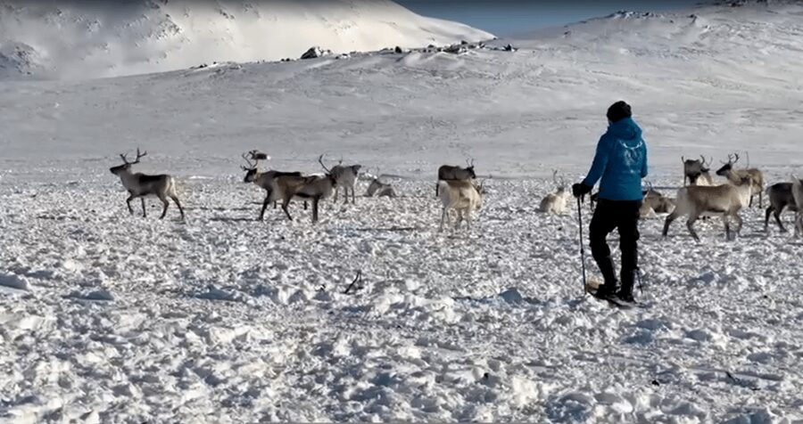 Tromsø: Snowshoeing Tour & Reindeer Encounter with Lunch - What to Pack so You Actually Enjoy the Walk
