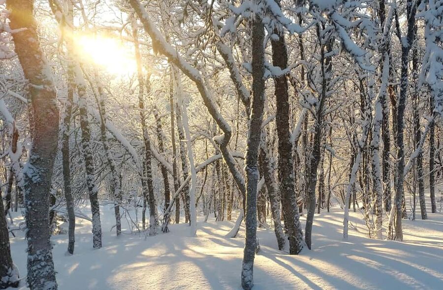 Tromsø Street to Wilderness: Guided Snowshoe Hike - Key highlights at a glance