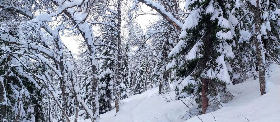 Tromsø Street to Wilderness: Guided Snowshoe Hike - Tromsdalen trail time: views, forest sounds, and a steady pace
