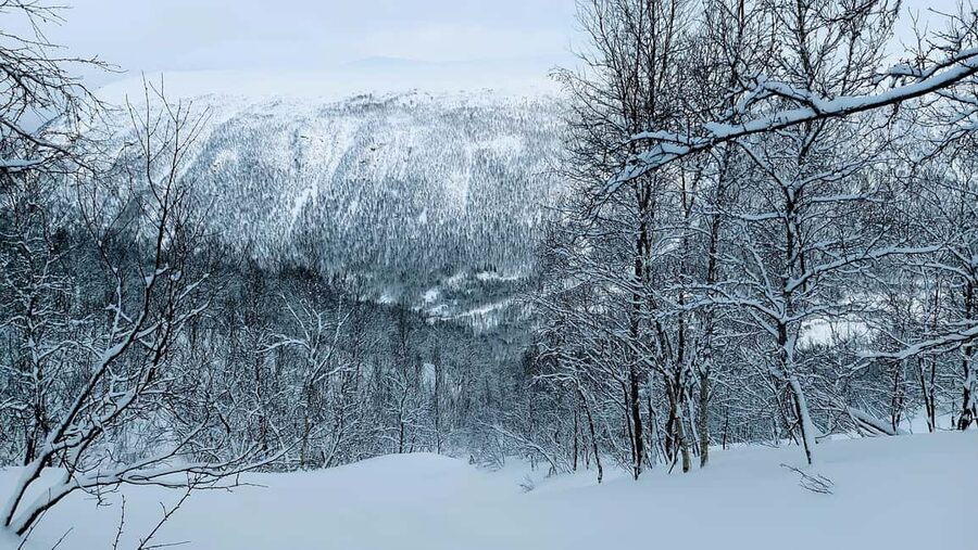 Tromsø Street to Wilderness: Guided Snowshoe Hike - The scenic break: lefse and a warm drink that hits the spot