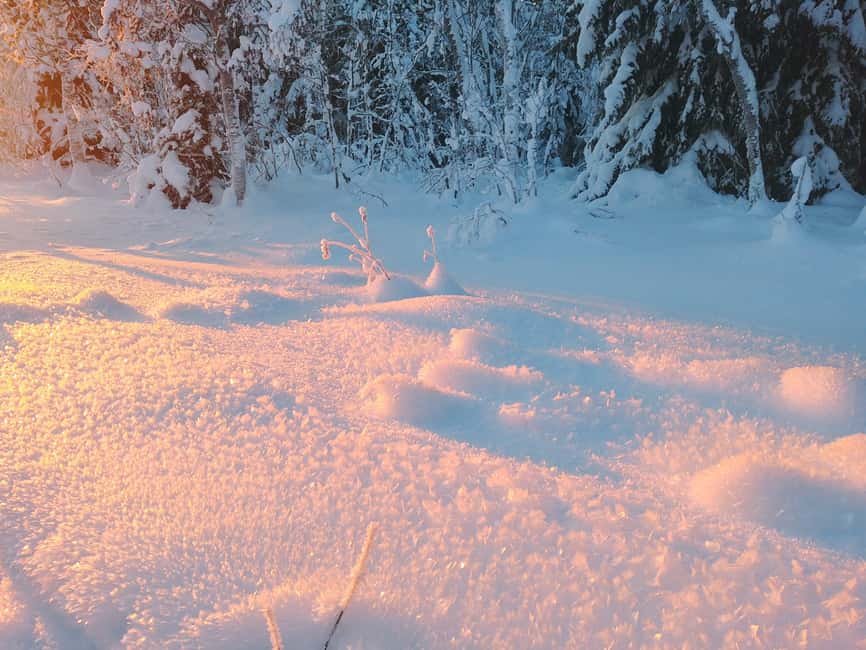 Tromsø Street to Wilderness: Guided Snowshoe Hike - Route difficulty: easy to moderate, with choices for your group