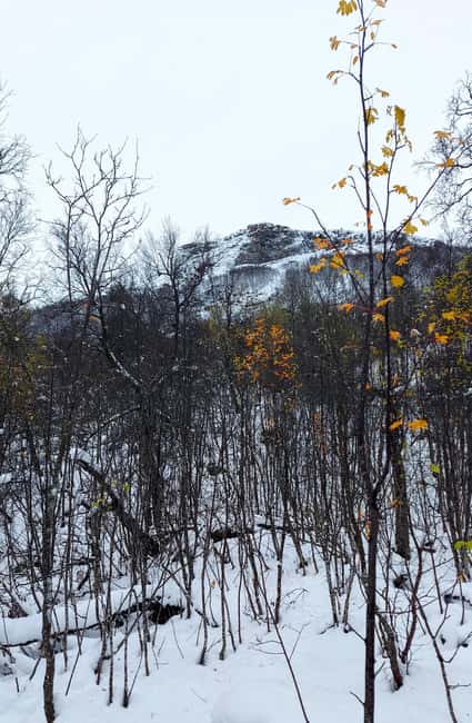 Tromsø Street to Wilderness: Guided Snowshoe Hike - Price and value: what $104 buys you in real winter time