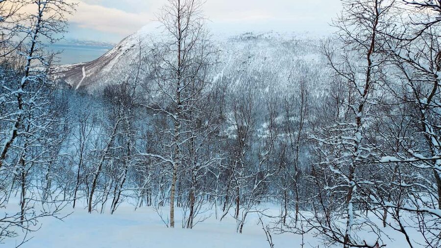 Tromsø Street to Wilderness: Guided Snowshoe Hike - Gear that actually fits: snowshoes and poles adjusted for you