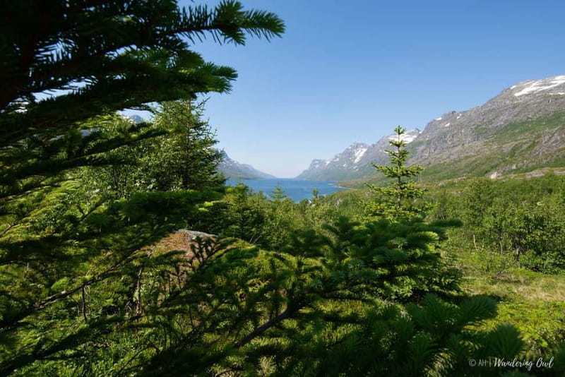 Tromsø: Summer Fjord Road Trip with Citizen Science - The homemade Arctic picnic, plus comfort you’ll appreciate