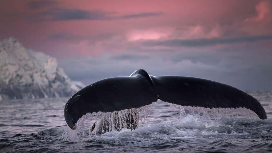 Tromsø Whale Safari with MS Gabriele - Family-friendly, but still an Arctic day