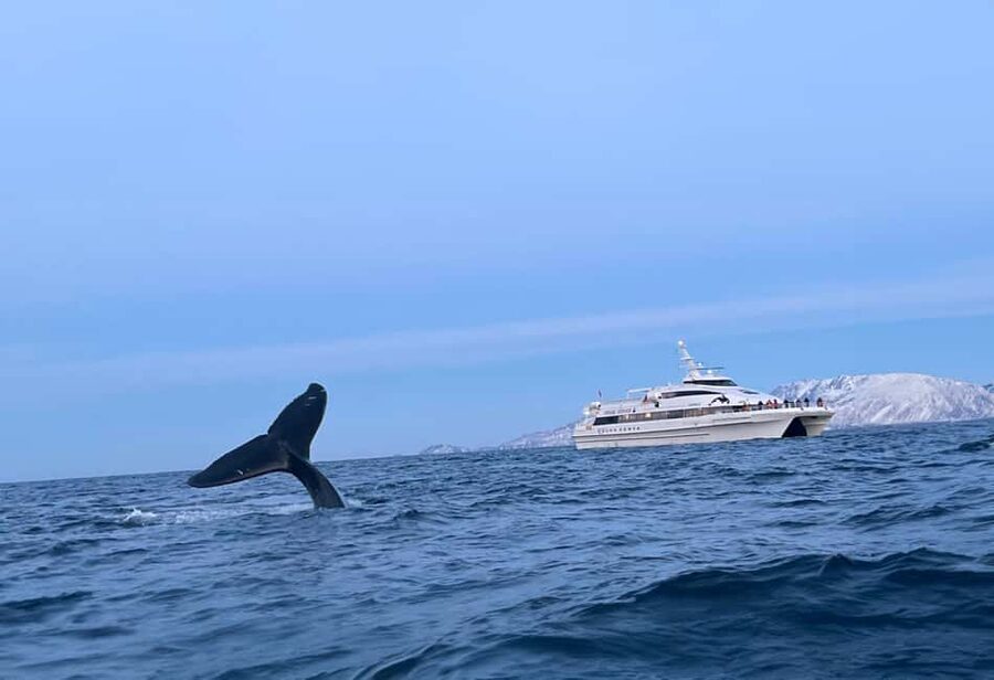 Tromsø Whale Safari with MS Gabriele - The catamaran experience: warm inside, watchable outside