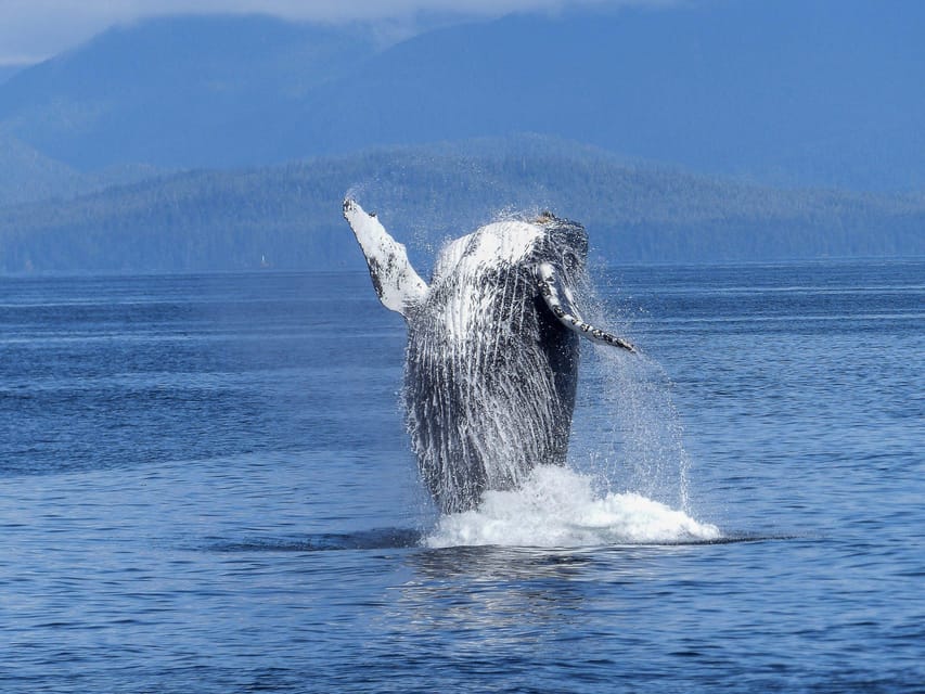 Tromsø Whale Safari with MS Gabriele - Skjervøy whale watching: how the crew finds whales and what you’ll see