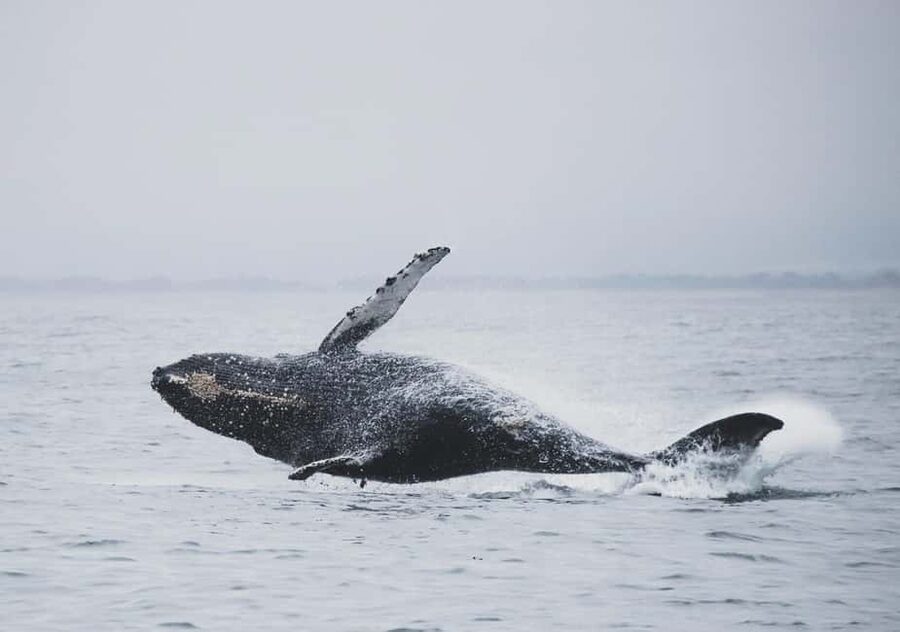 Tromsø Whale Safari with MS Gabriele - Weather realities: when the day turns into a fjord cruise