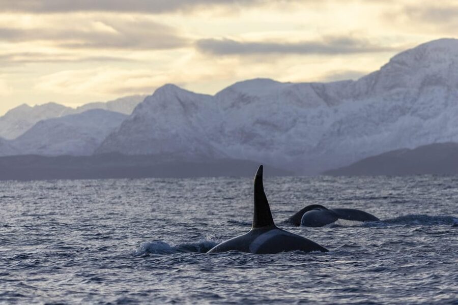 Tromsø Whale Safari with MS Gabriele - Where the tour starts at Nerstrandkaia (and why location matters)