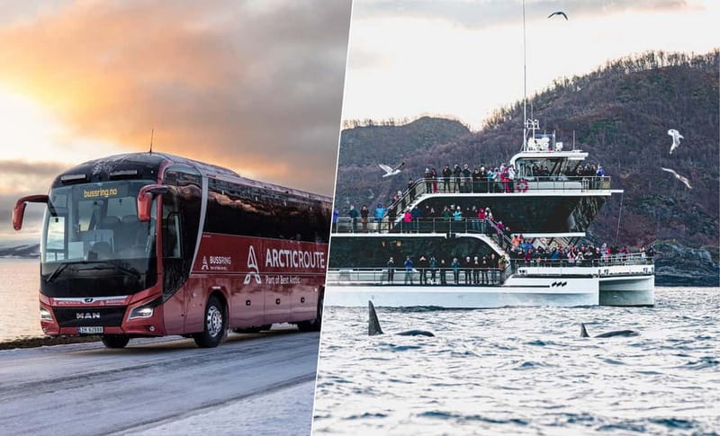 Tromsø: Whale Watching on hybrid boat with scenic bustrip - Species you might see, and what the odds mean for your expectations