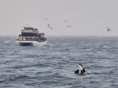 Whale Watching on hybrid boat with scenic bustrip