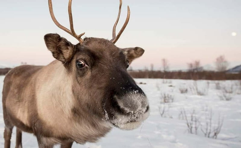 Tromsø: Winter Fjord Road Trip - Small group dynamics: why the guide changes the whole day